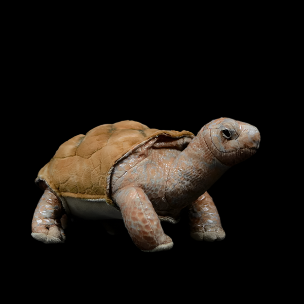 Galapagos Tortoise Lifelike Cute Plushie Stuffed Animal